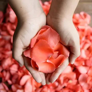 Coral Rose Petals