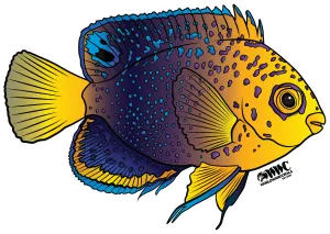 Interruptus Angelfish Sticker